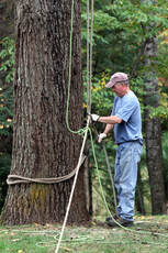 Tree Removal Setup Vacaville Tree Service