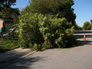 Fallen Tree Removal Vacaville Tree Service